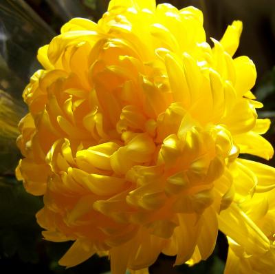 Прикрепленное изображение: хриз_открытка.jpg